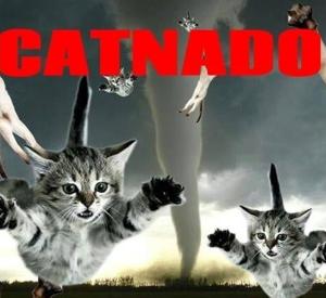 Catnado