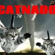 Catnado